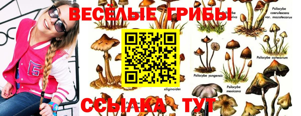 Псилоцибиновые грибы Cubensis  Вход с VPN  где можно купить наркотик  Ангарск 